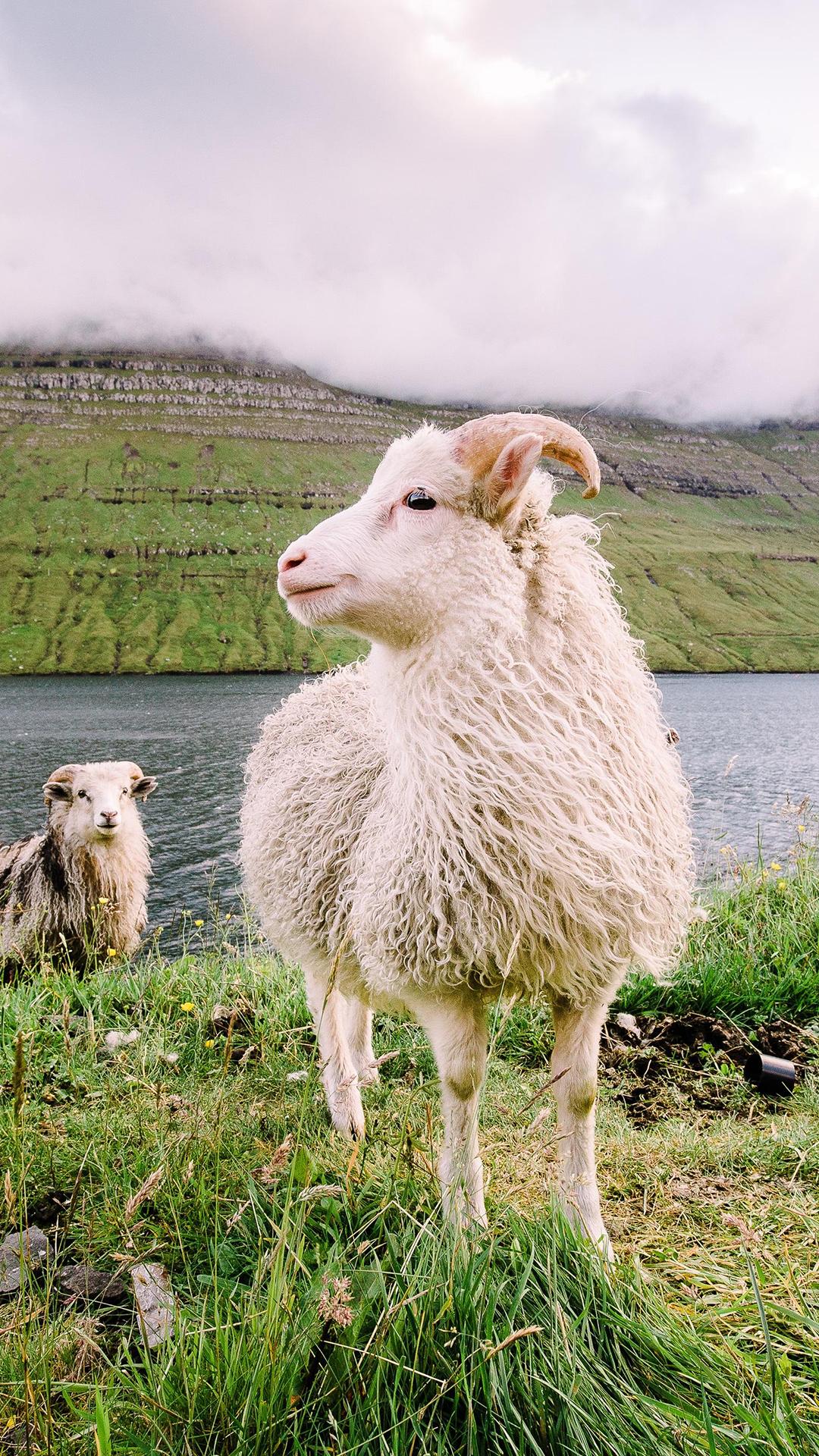 有没有可爱的小羊的壁纸头像也行
