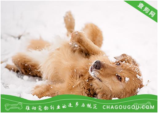 狗狗出现便秘怎么办 知乎 狗狗出现便秘怎么办 知乎