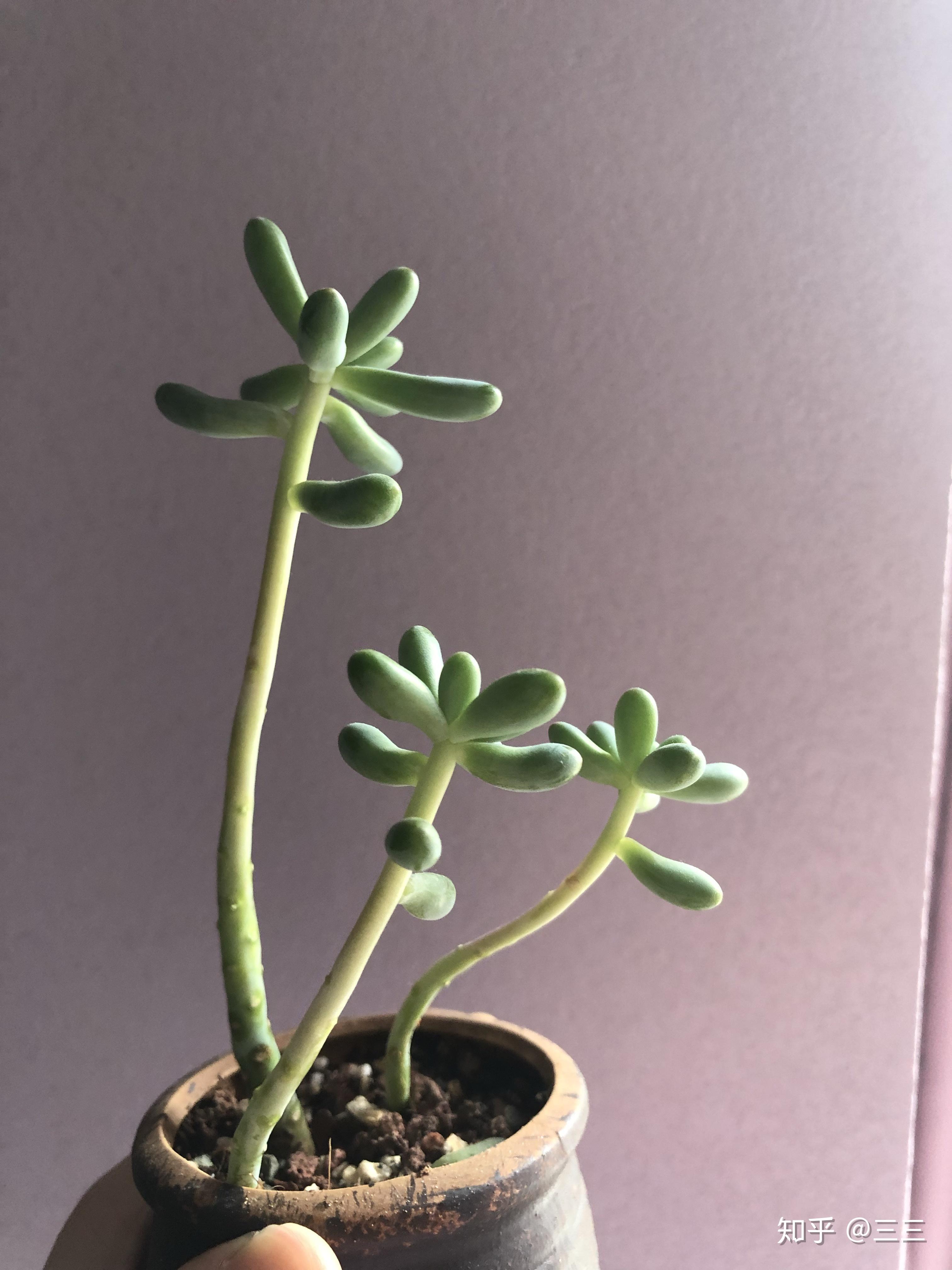 多肉植物徒长了,能不能把下面徒长的叶子全部别掉? - 知乎