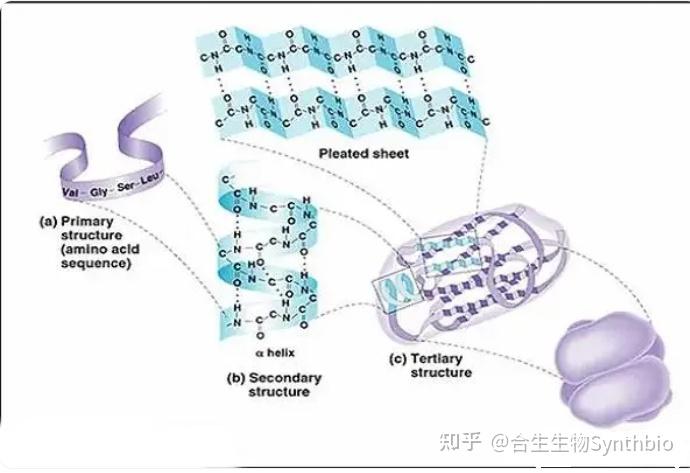 如何在多肽定制合成中形成肽键的原理 - 知乎