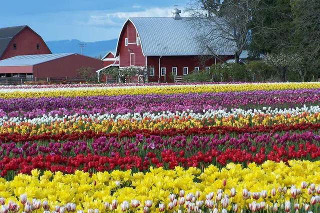 爱上西雅图 四月天 最美不过郁金香 附赏花攻略 知乎