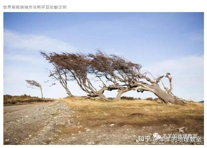 今天开个树界大会,瓶子树,马刀树,小老头树,猴面包树……你们都过来一