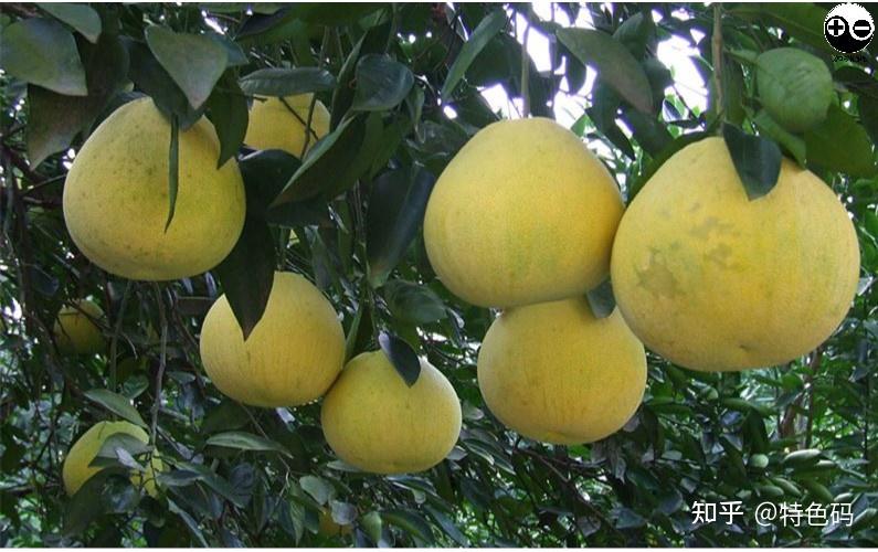 特色码安江香柚特色档案