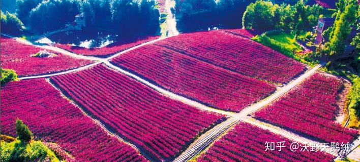 美丽乡村之沃野天鹅绒紫薇花海
