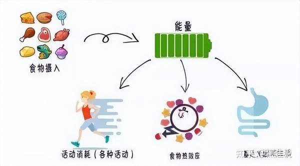 代谢怎么提高，减肥才能事半功倍？ - 知乎
