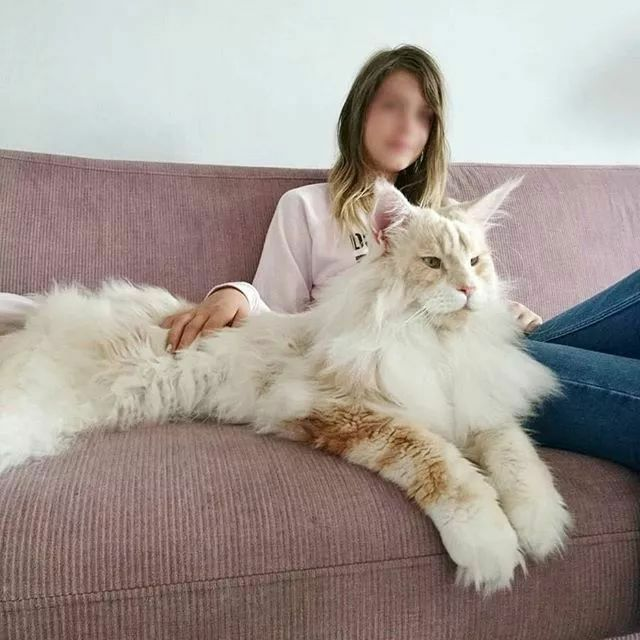 缅因凯米尔色求大佬解惑