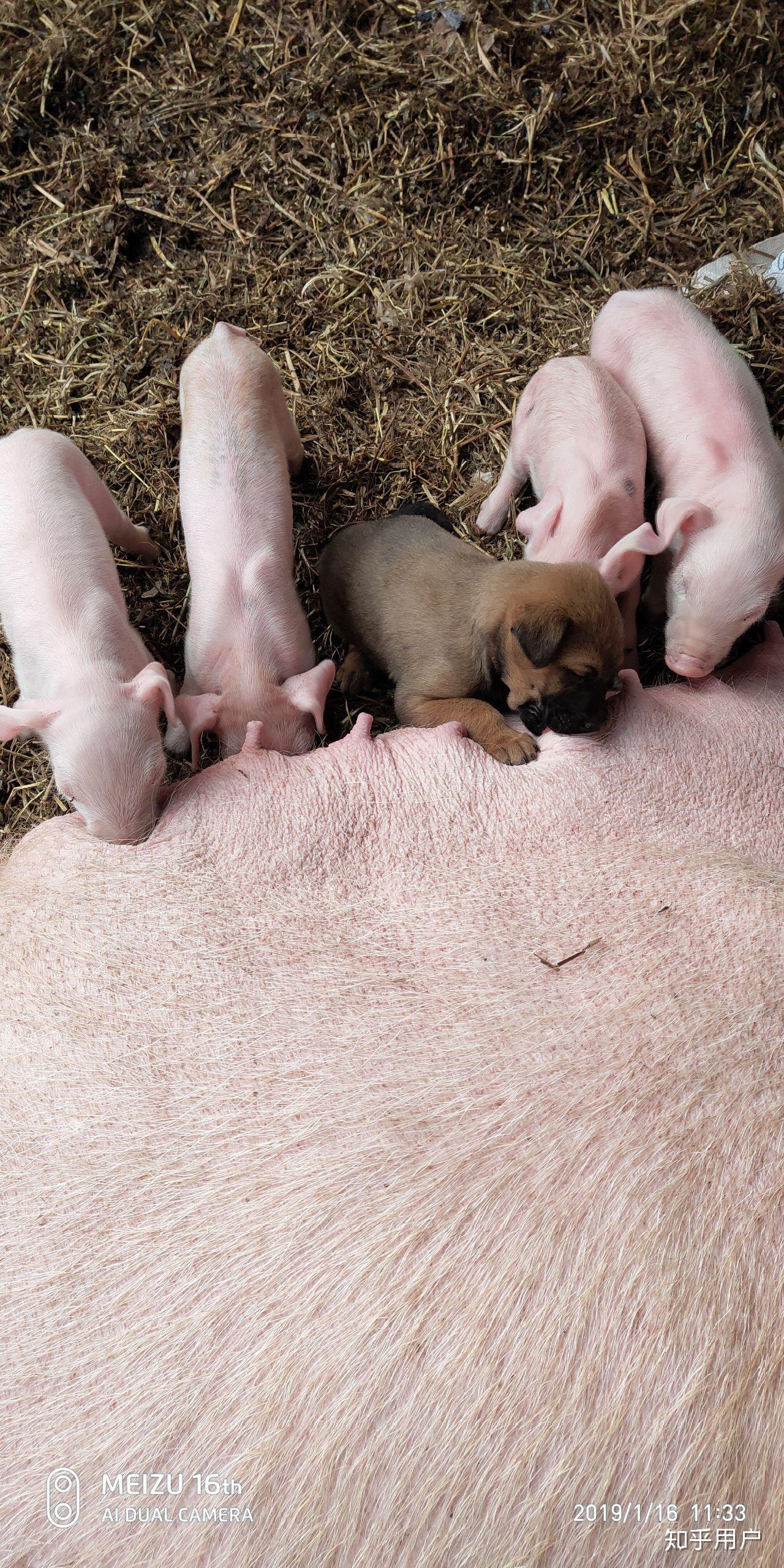 出生七天的小狗能喝猪奶吗? - 知乎