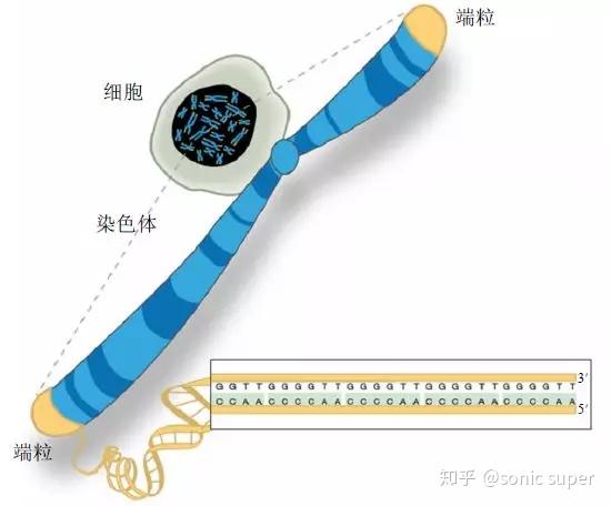 端粒与端粒酶1：如何让生命时钟维持平衡？ - 知乎