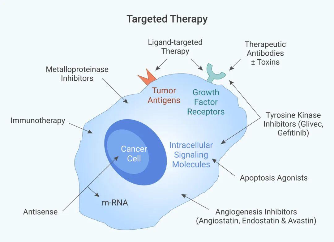 抗肿瘤靶向药物丨小分子化合物or单克隆抗体medchemexpress