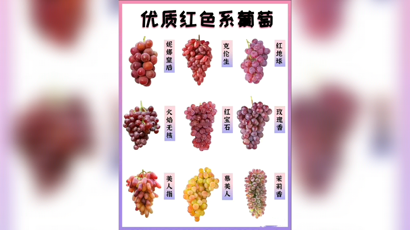 妮娜公主葡萄品种介绍及图片大全