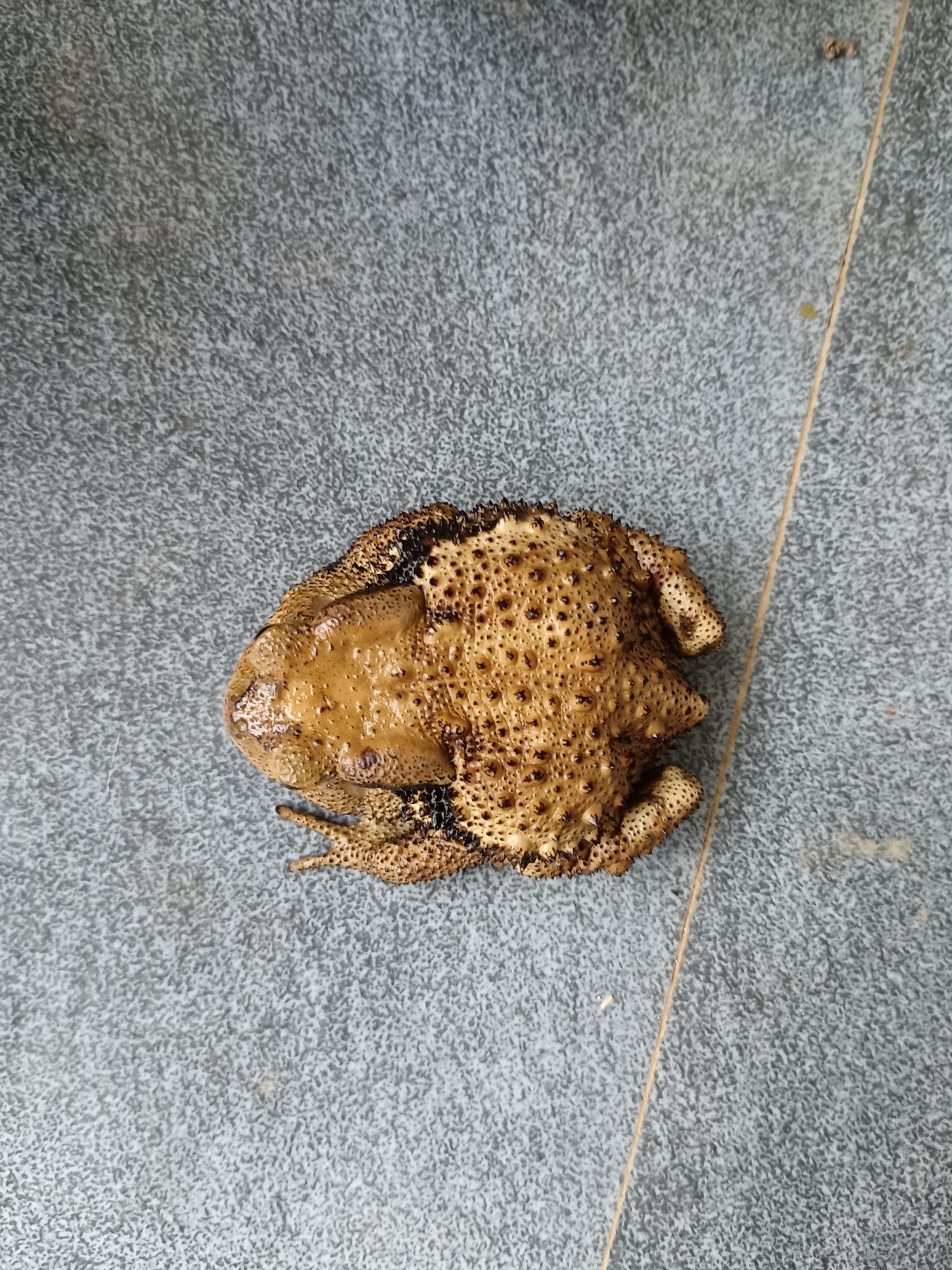 癞蛤蟆真的可爱,特别是两个眼睛,水汪汪的,还有可爱的小爪子这么可爱