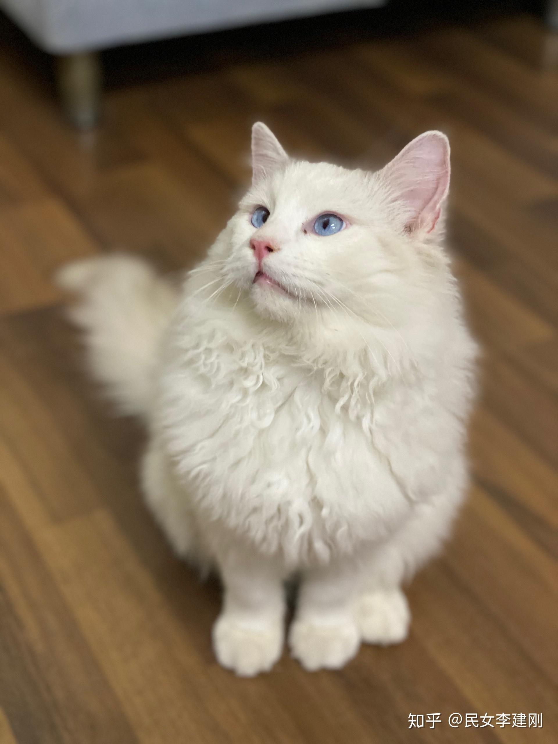 有没有纯白色的布偶猫? - 知乎