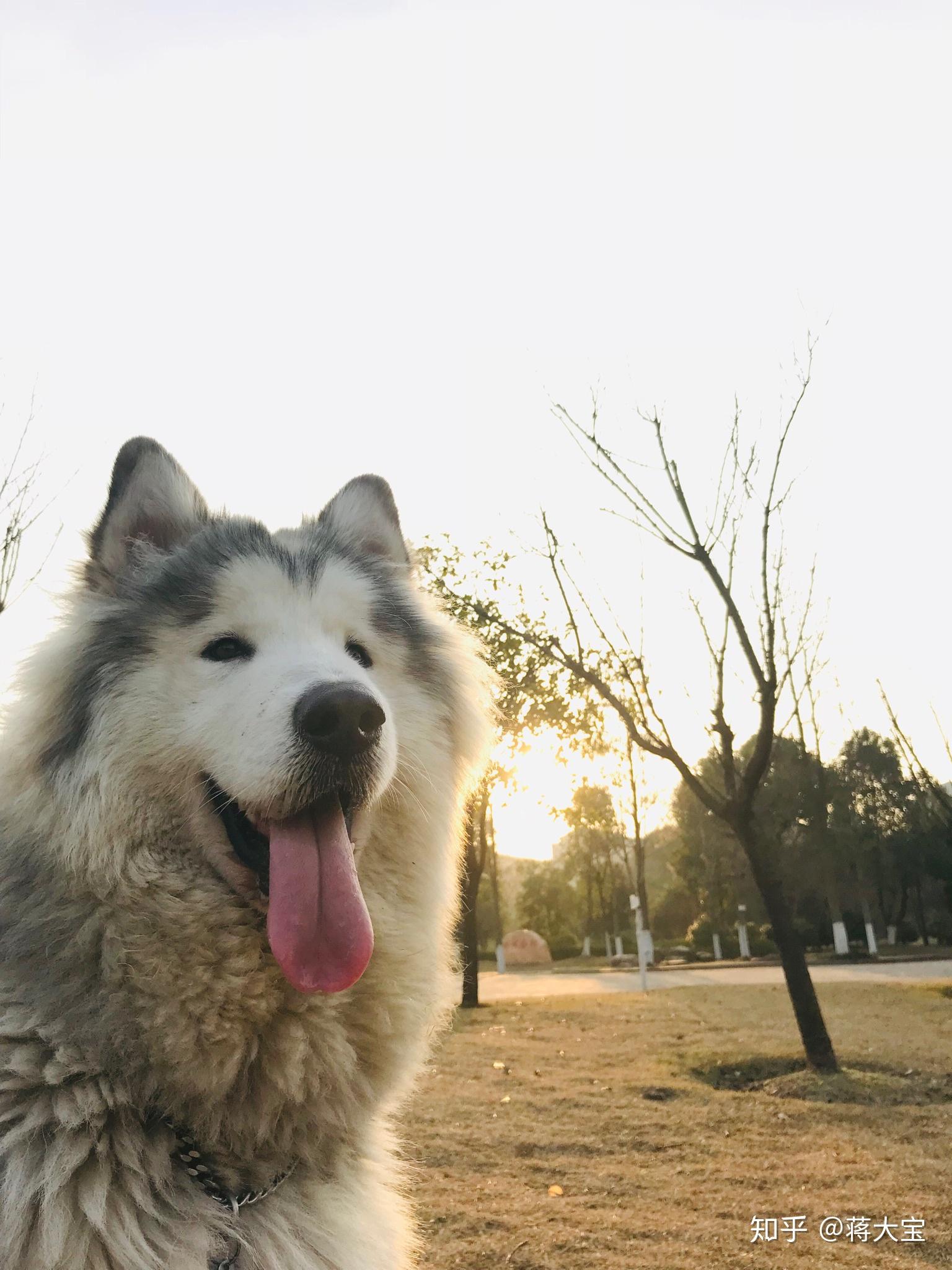这是不是灰桃阿拉斯加? - 知乎
