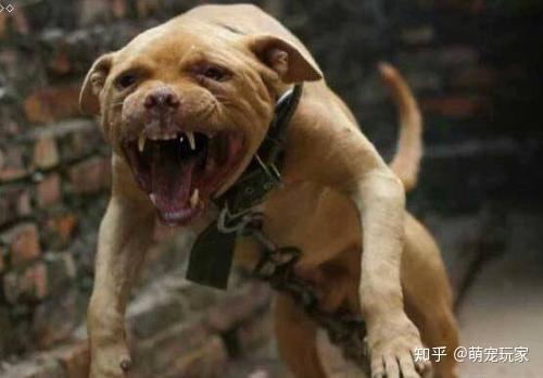 狗狗的耳朵不同表现 代表什么意思 小狗的耳朵怎么形容 德涵网