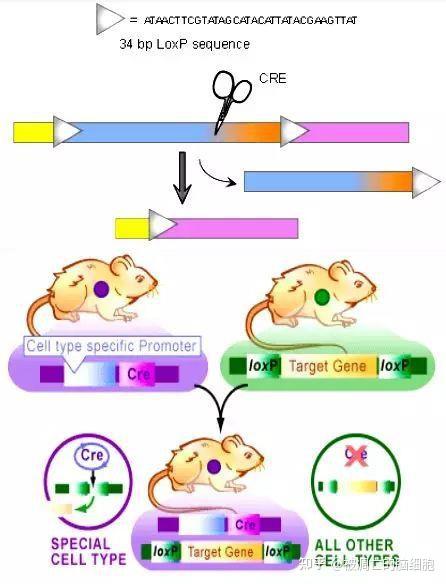 Cre-loxP重组酶系统简要解读 - 知乎