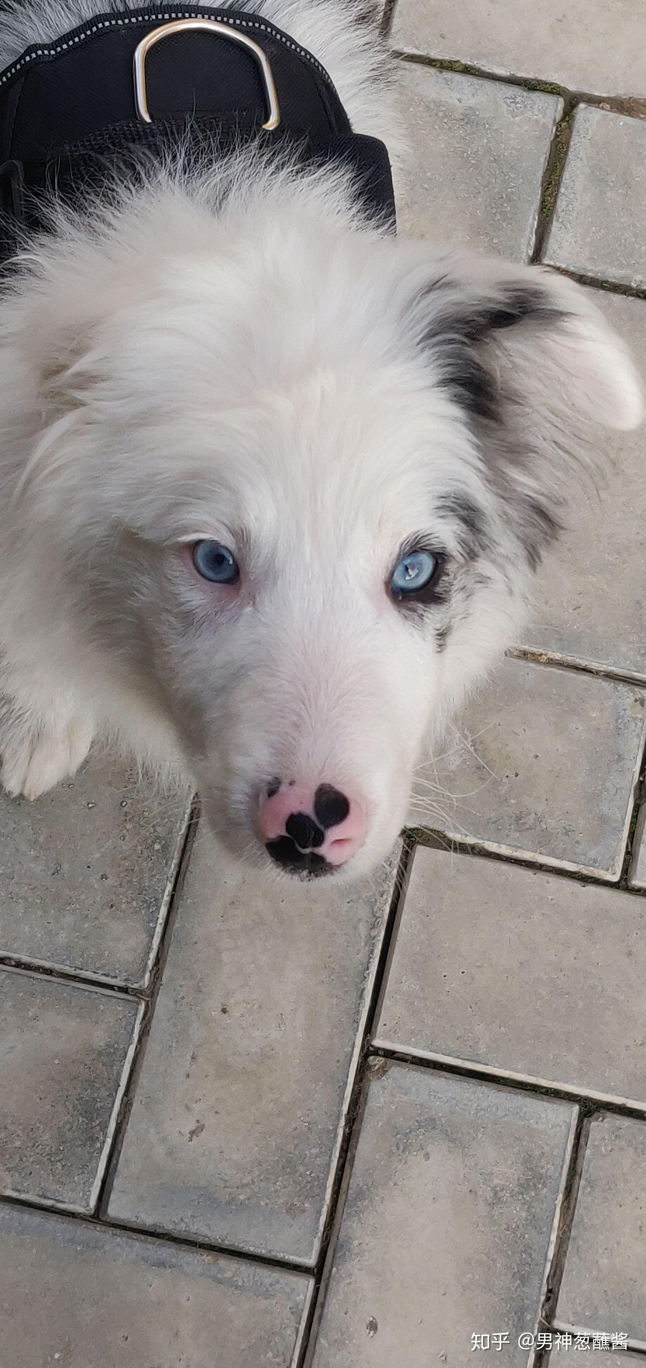 边牧蓝眼睛还是蓝眼膜还是陨石边还是失格