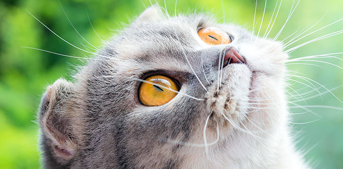 樱桃眼听着很美?其实它让猫咪很痛苦!