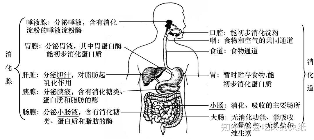 消化腺包括图片