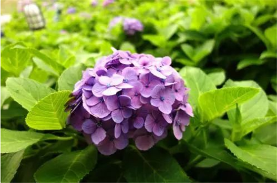 13种高贵的紫色花 只为给你一片紫海 知乎