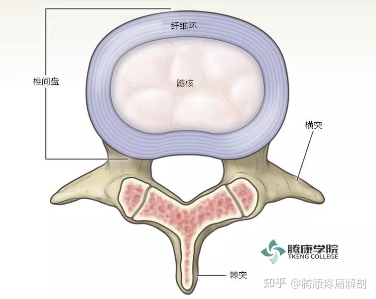 环椎骨位置图片