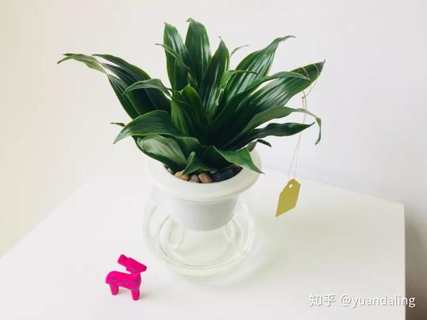 如何选择合适的植物搭配 知乎