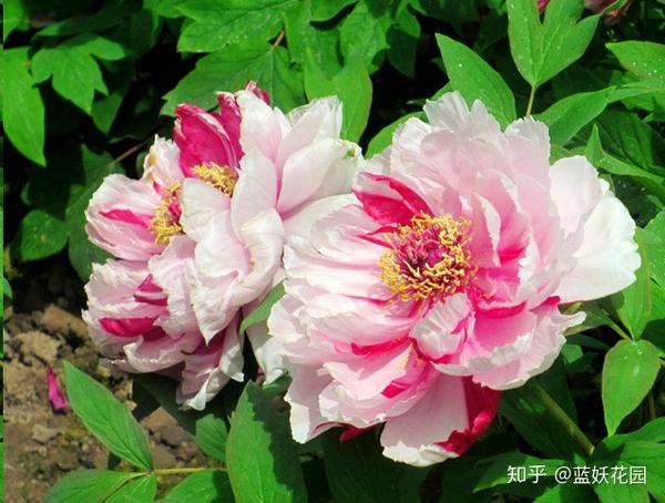 蓝妖 牡丹花种植方法和注意事项 及配土方案介绍 知乎