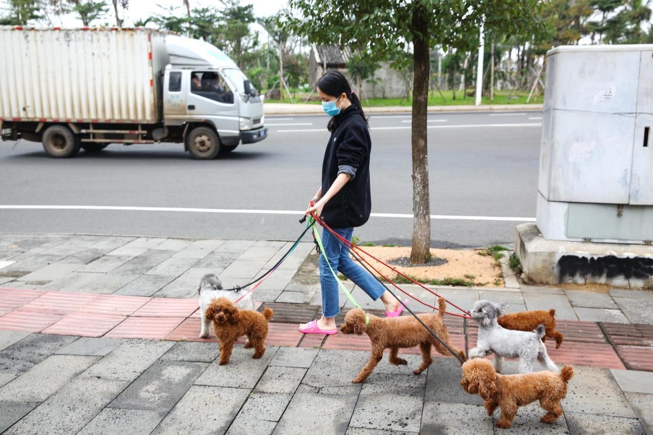 转发周知遛狗拴绳入法出门遛狗要牵绳