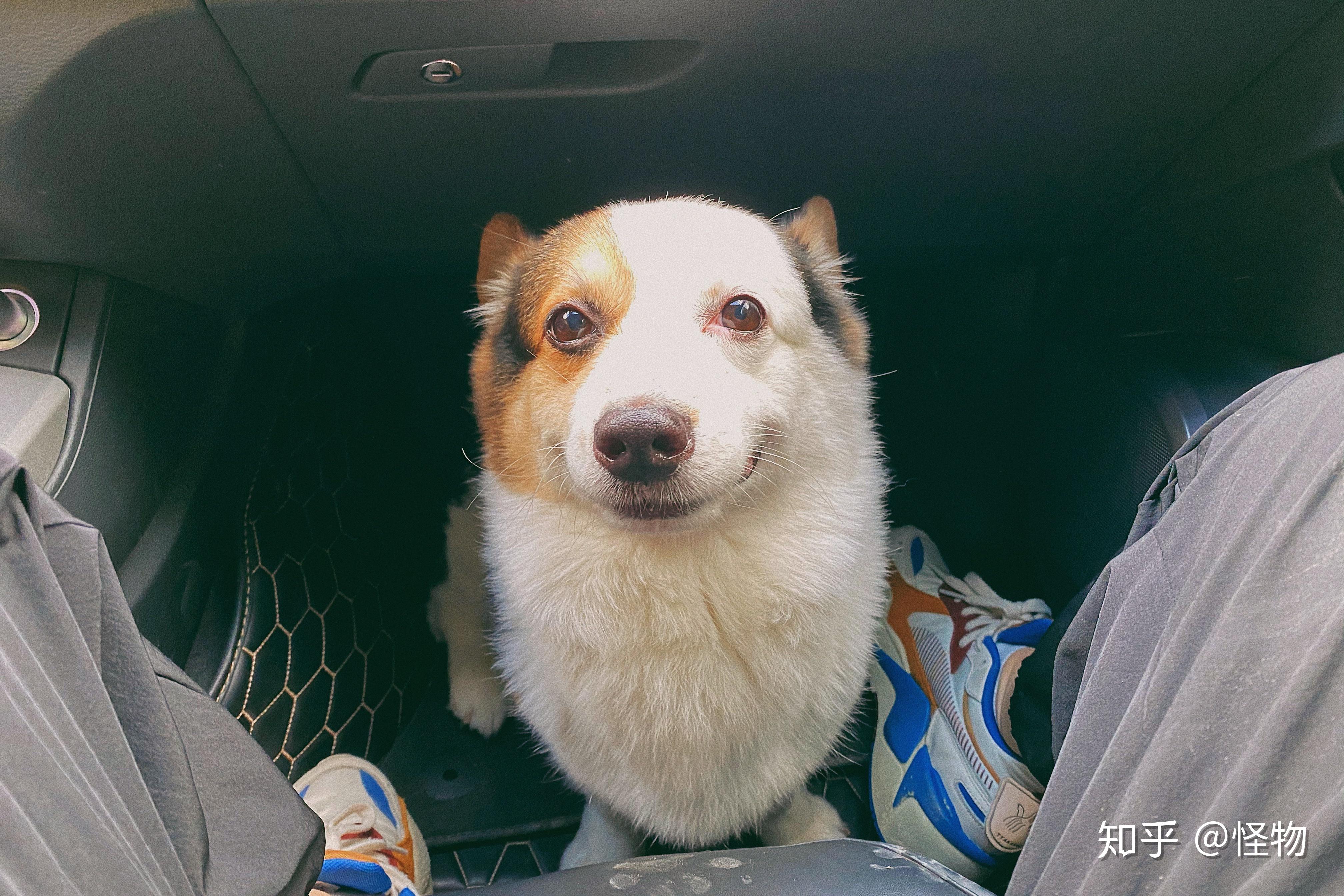 帮忙看看我的这只柯基属于阴阳脸吗? - 知乎