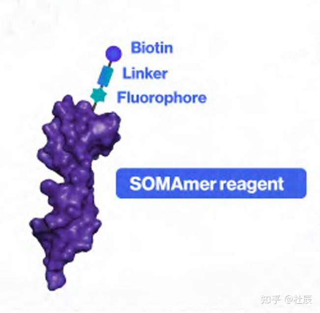 三千字长文！基于质谱，抗体，受体的蛋白质组学和SomaScan原理 - 知乎