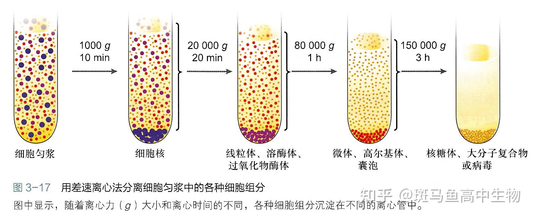 怎樣用差速離心法將各種細胞器分離開