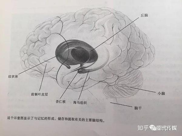 纹状体的断层解剖图-千图网