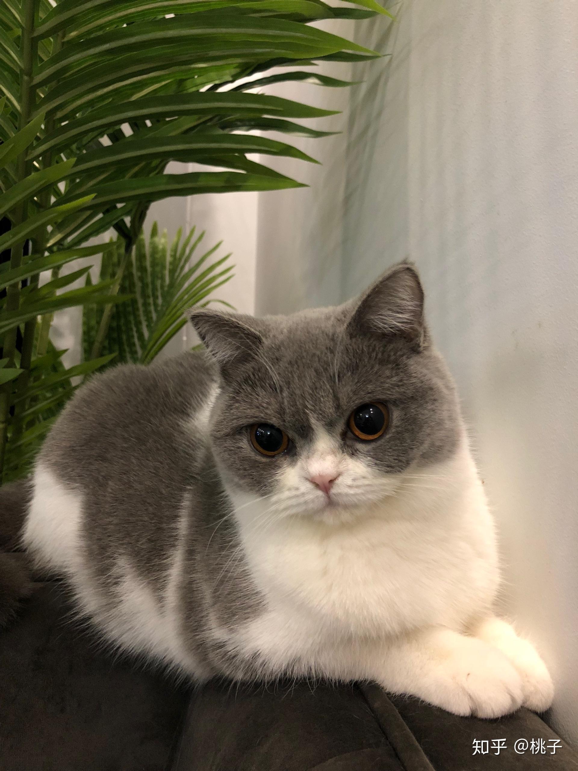 一只品相好的英短蓝白是什么样子的