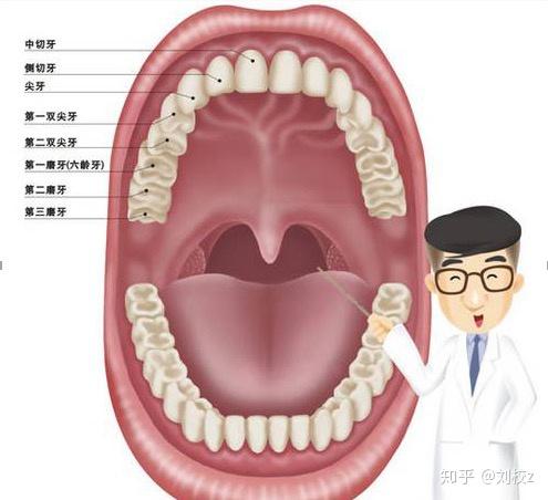 切牙孔的表面标志位于图片