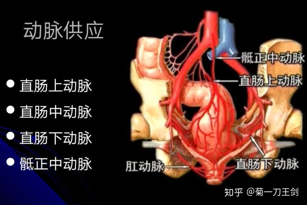 肛门附近动脉血管图解图片