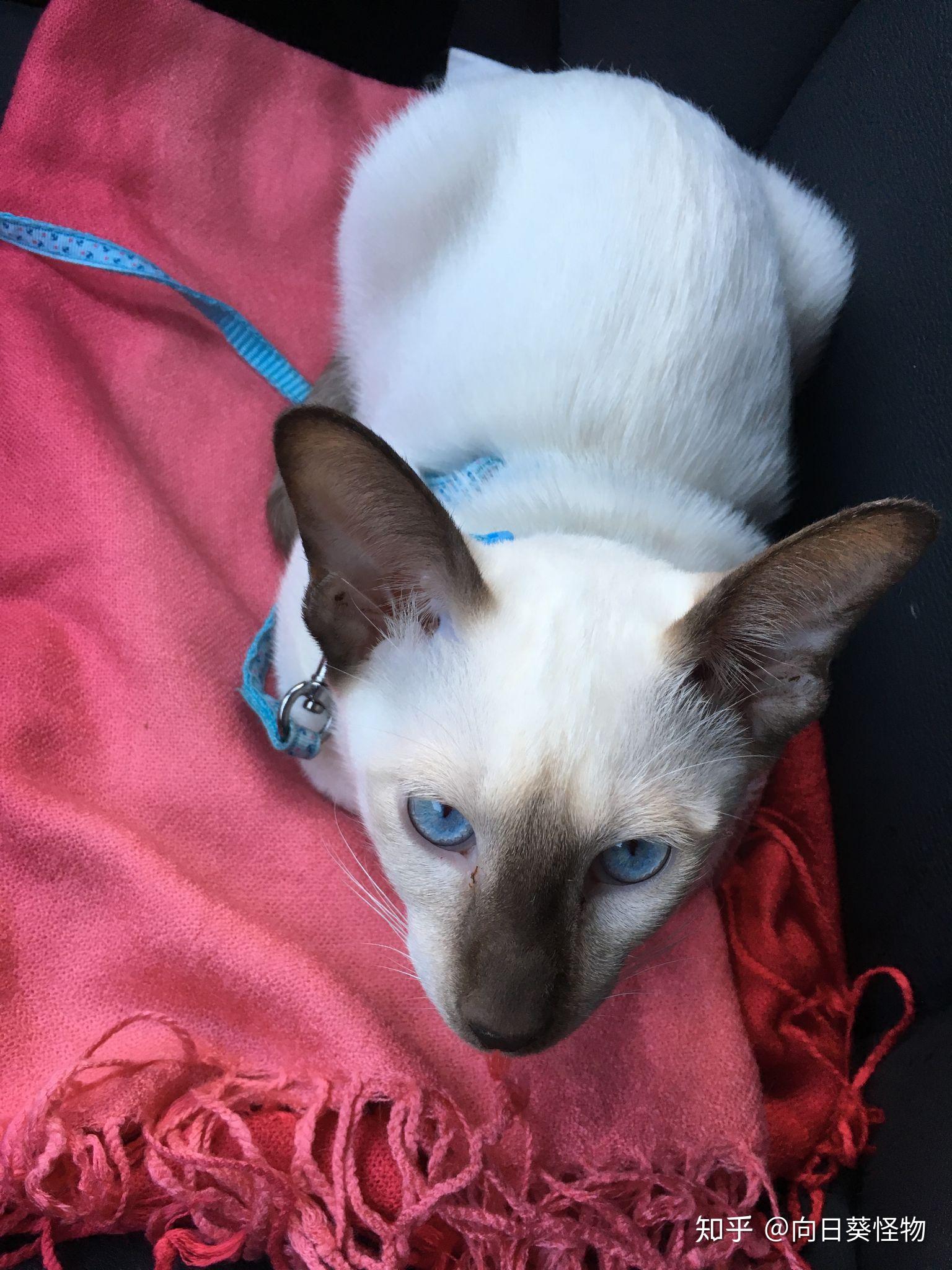 能帮我看一下这个小暹罗猫品相如何吗