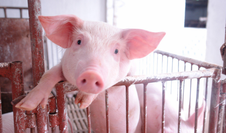 生猪抄底被套牢仔猪价格连涨8周二次育肥不如补栏仔猪