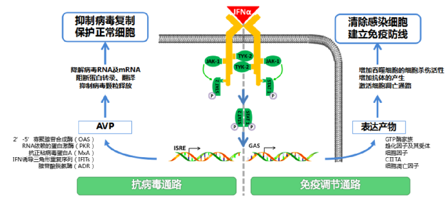 干扰素 新冠图片