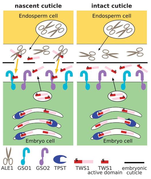 Science 一条胚和胚乳之间的双向肽信号通路 在种子发育过程中起重要作用 知乎