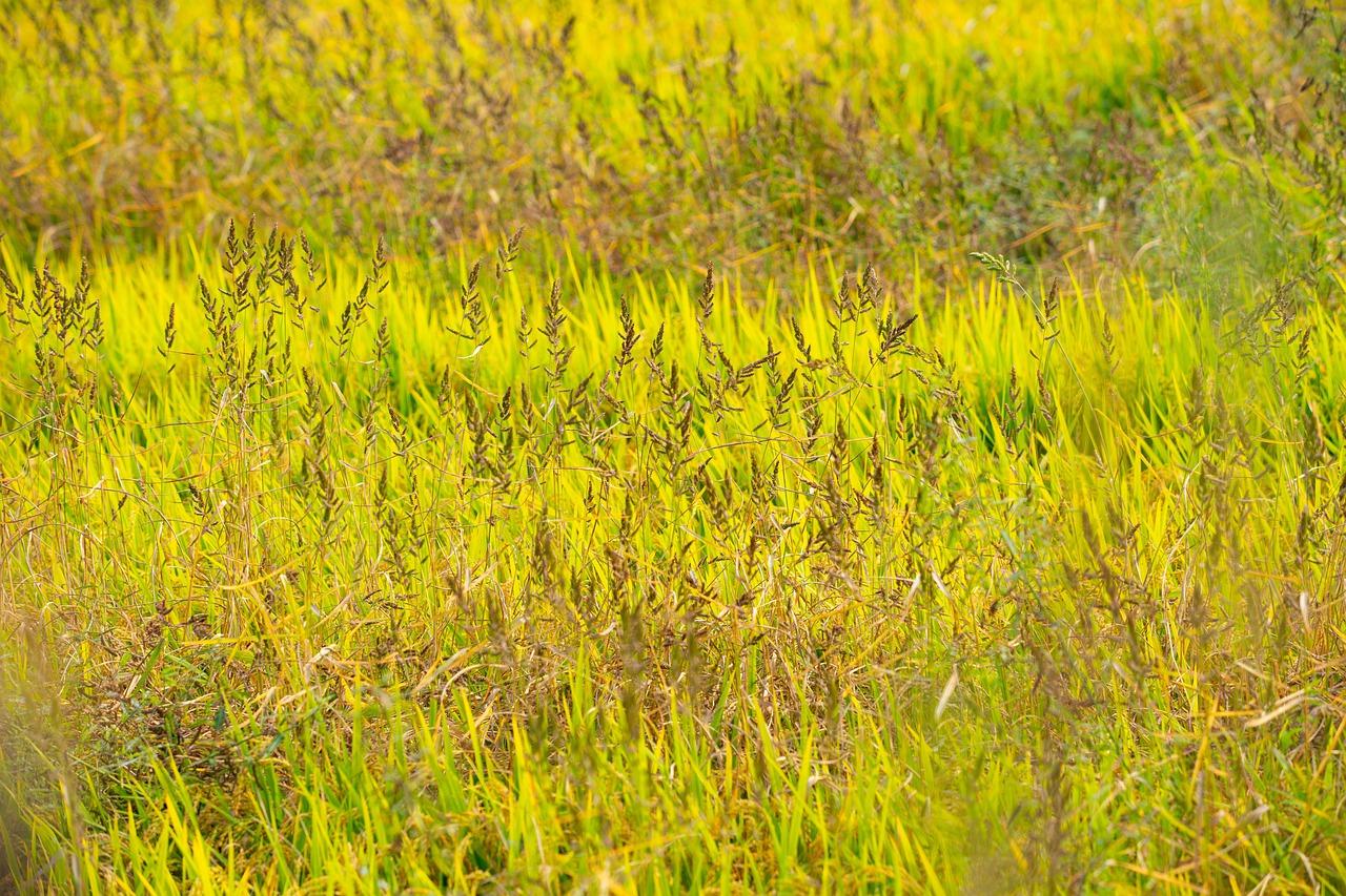 秋色稻田美如画