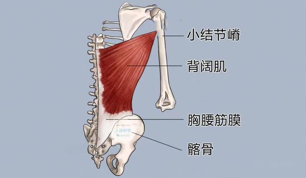 【背阔肌】背肌必练的最宽阔翅膀肌 - 知乎