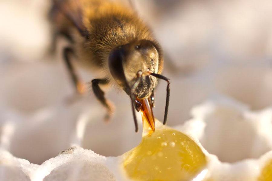 纵横华媒健康:蜜蜂的精华,蜂蜜的禁忌