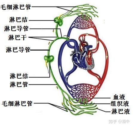 淋巴与组织液有什么异同？ - 知乎