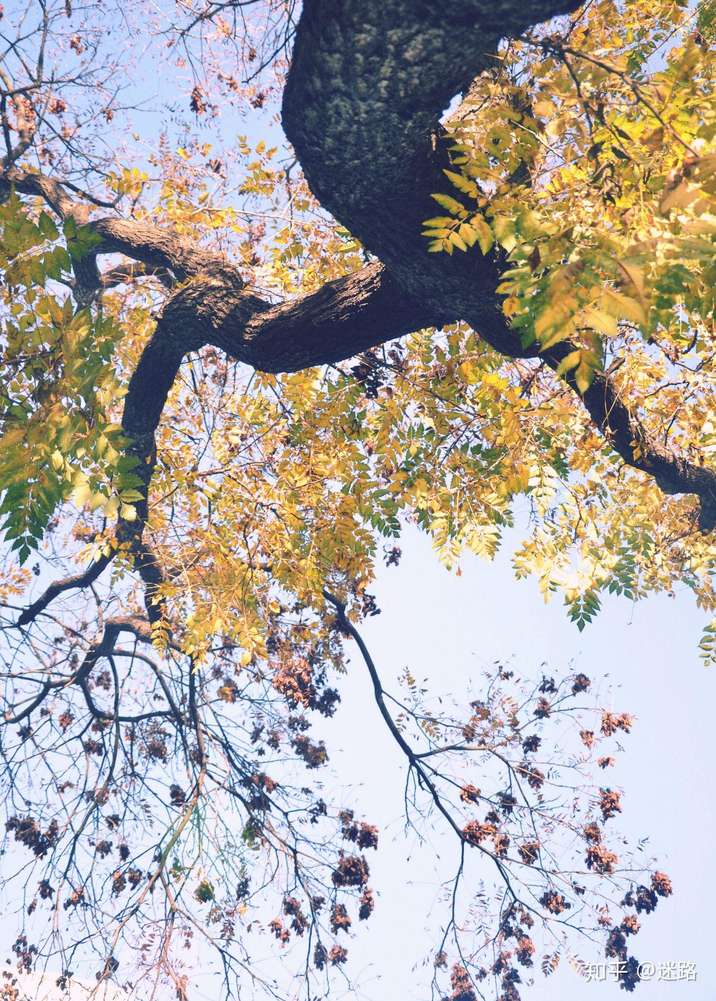 秋天来了 - 知乎