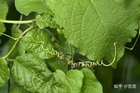 【植物学笔记】植物的适应性 - 知乎