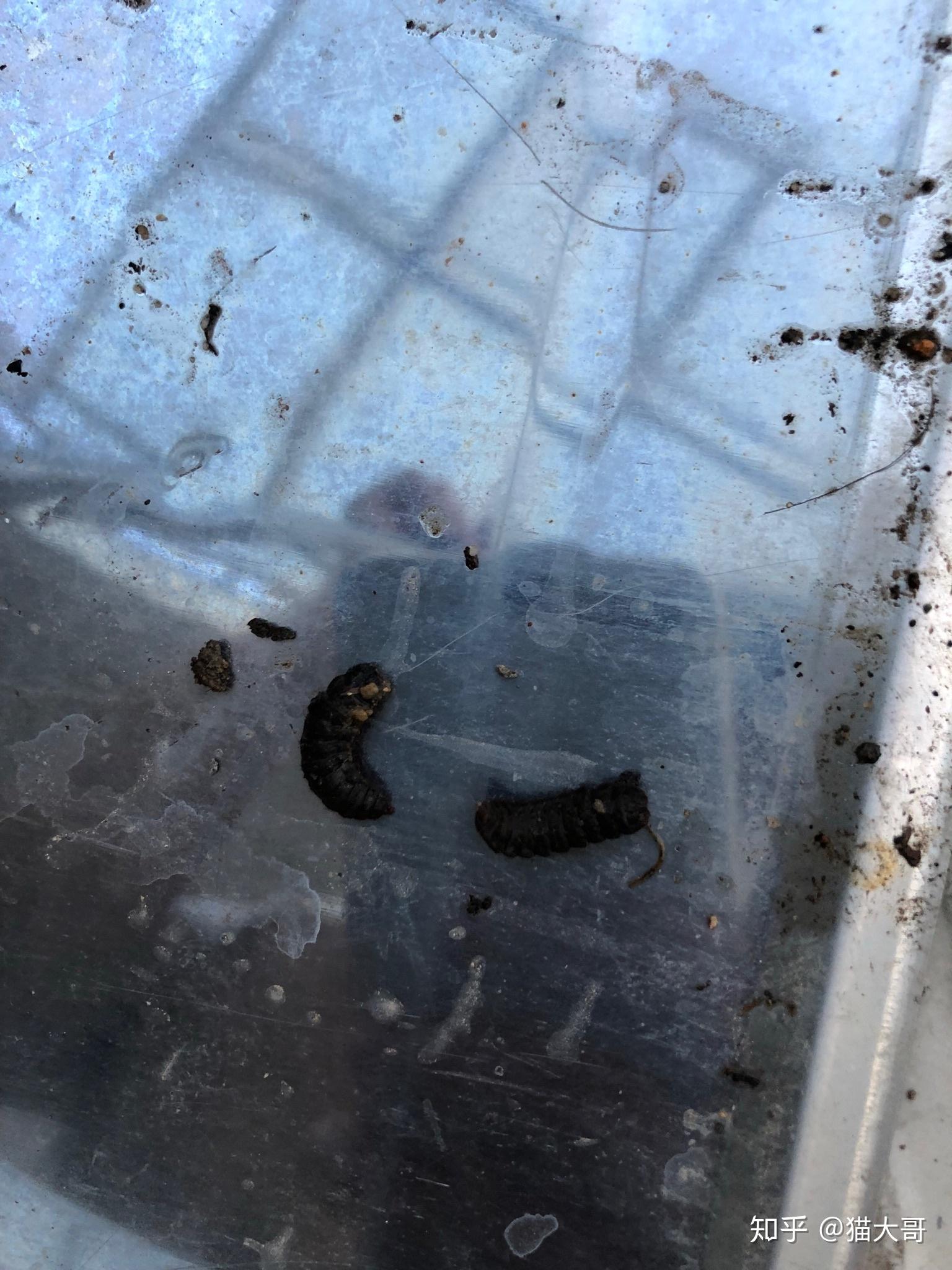 求解答黑色的虫子10毫米长像毛毛虫有环甲无花果盆里的