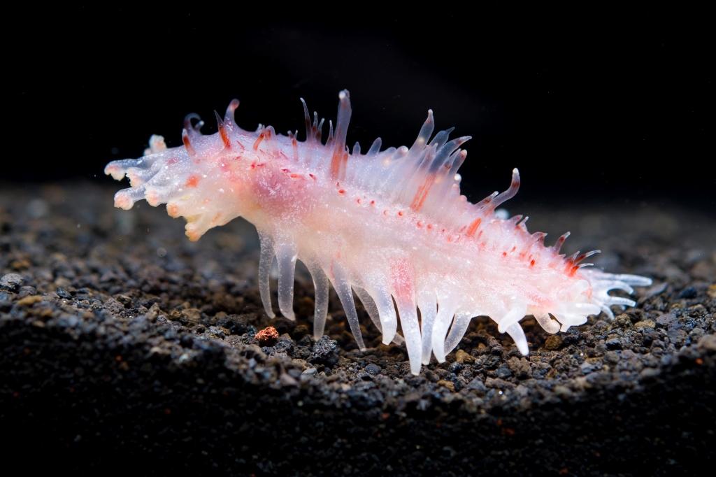 地球演义异界来客5群魔乱舞