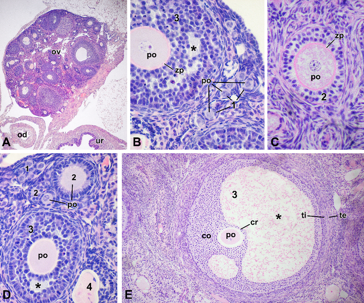 5人赞同了该文章 卵巢属于女性(雌性)生殖系统的器官,是卵细胞发生的