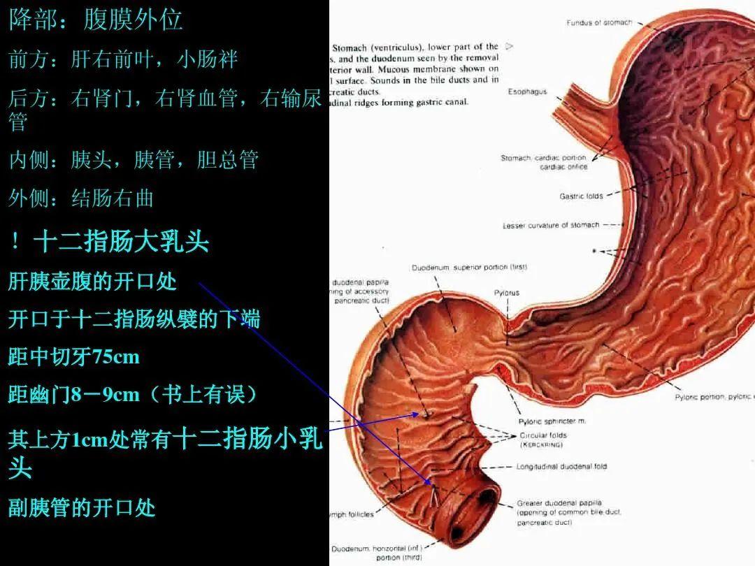 局部解剖学 腹部