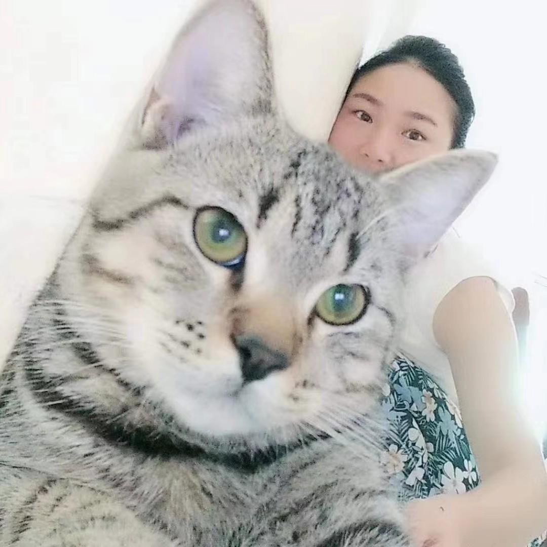 萌宠小猫咪