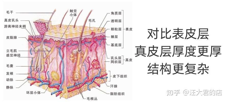 真皮里面有什么 - 知乎